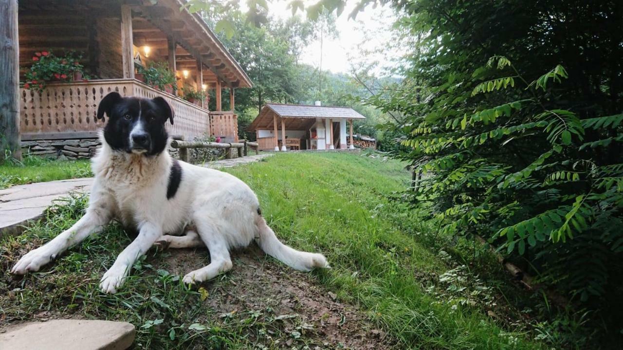 Casa Lu' Ion Villa Vişeu de Sus Eksteriør bilde
